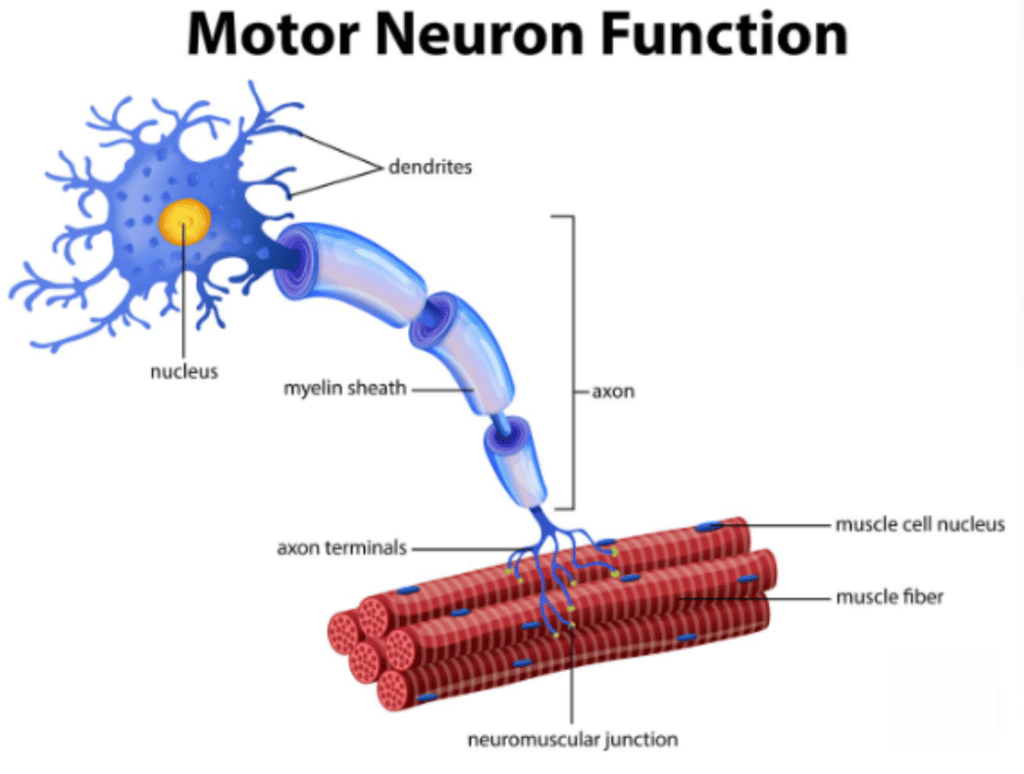 diagram of motor unit